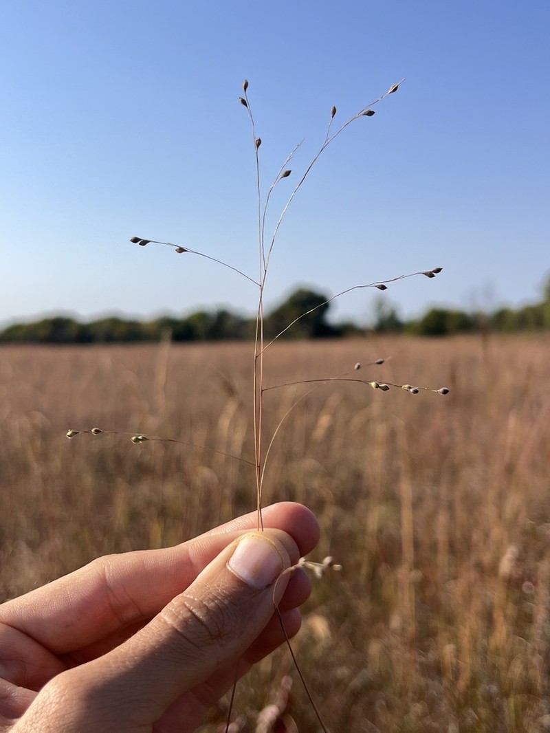 Prairie Panicgrass