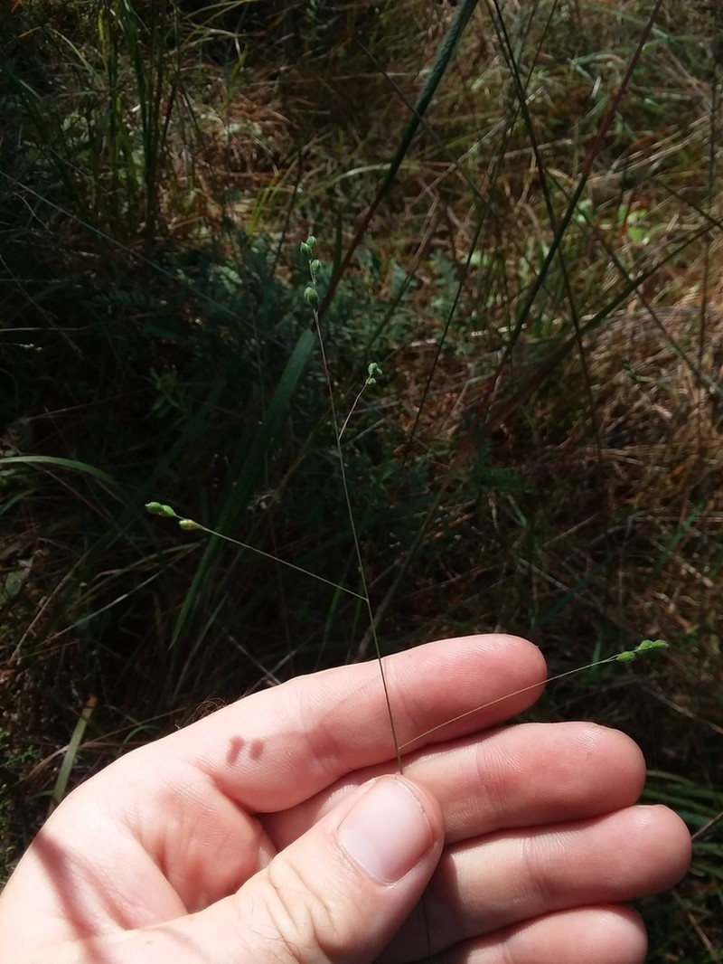Prairie Panicgrass photo 2