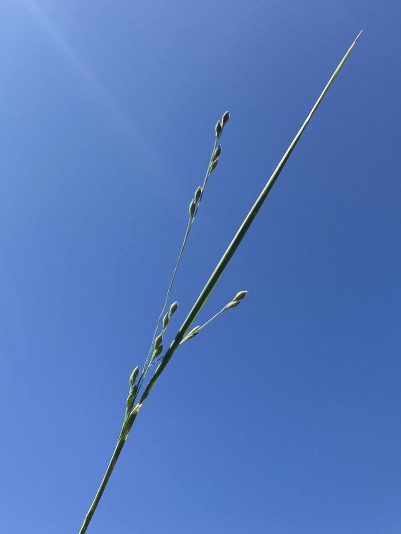Prairie Panicgrass photo 3