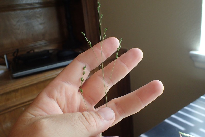 Prairie Panicgrass photo 5