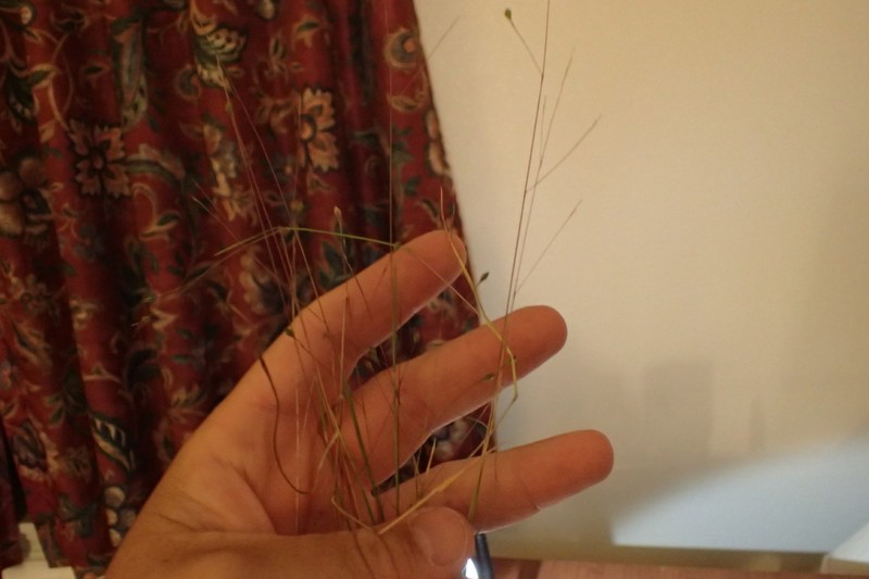 Prairie Panicgrass photo 6