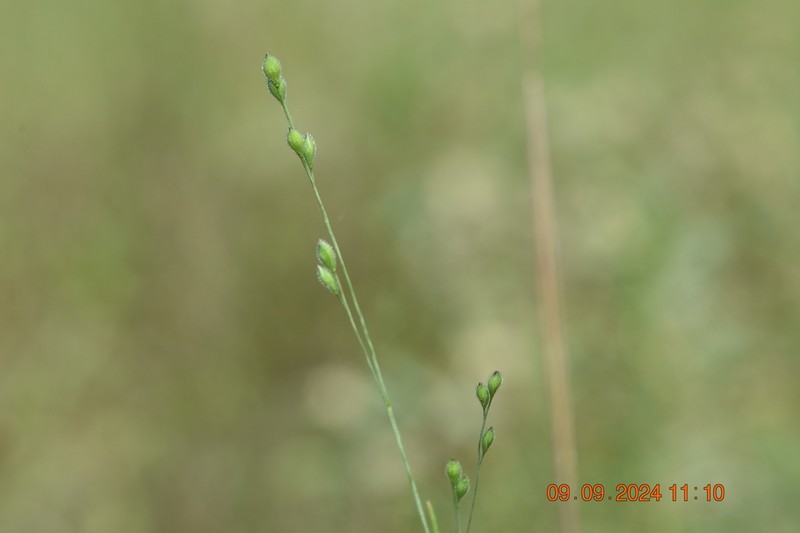 Prairie Panicgrass photo 7