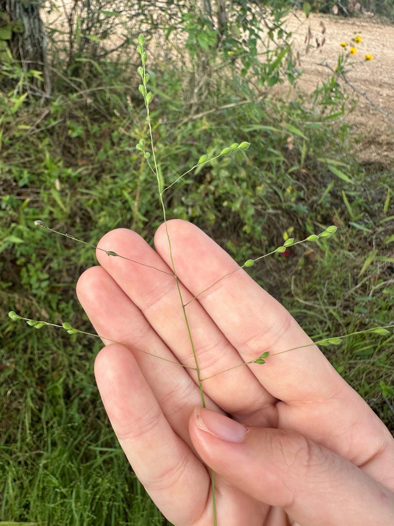 Prairie Panicgrass photo 8