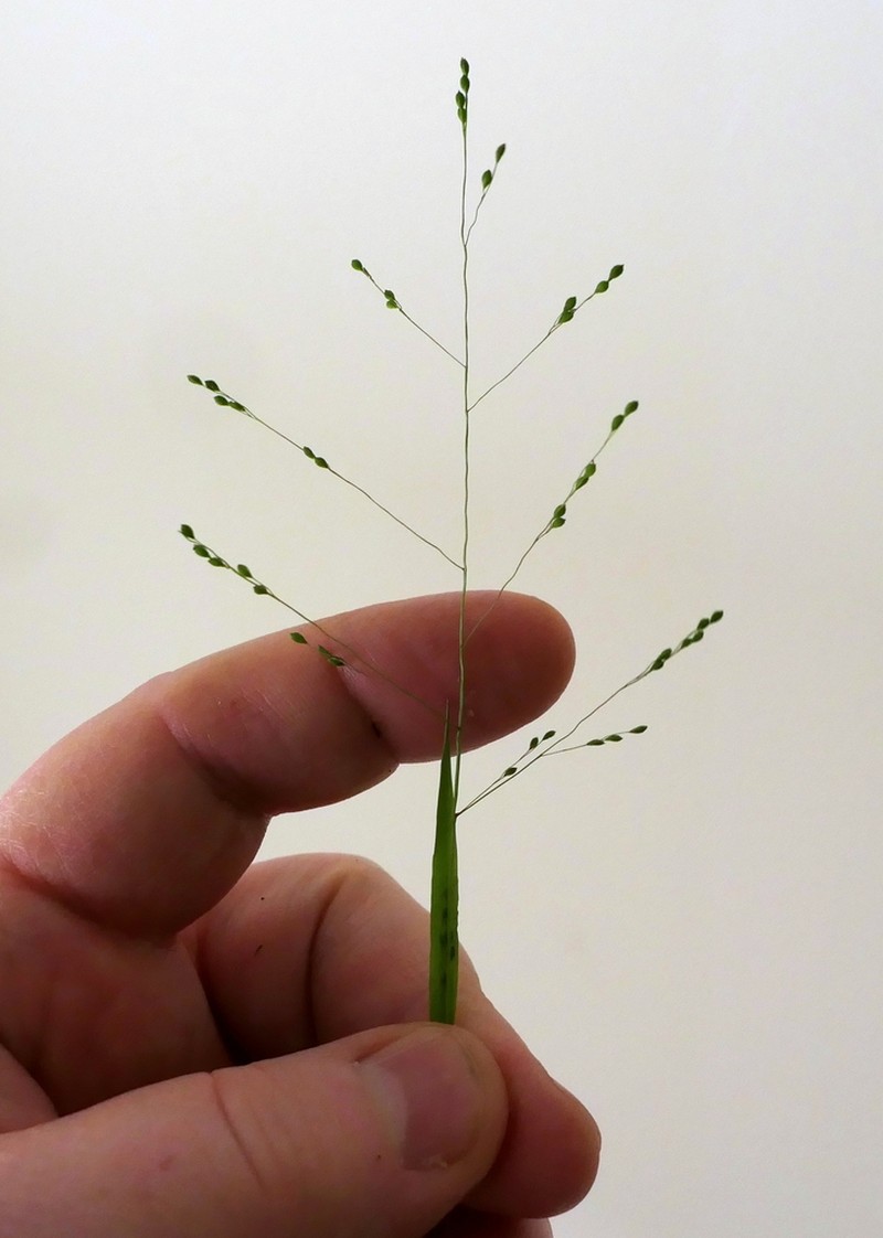 Warty Panicgrass