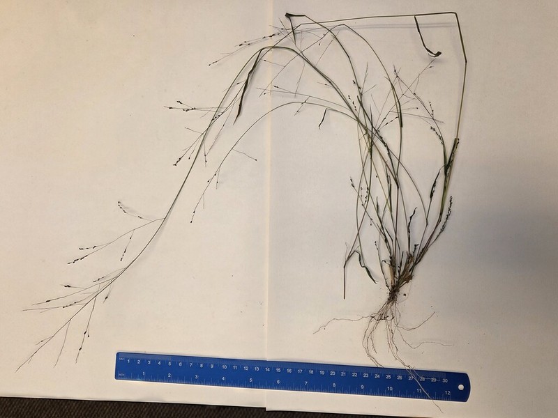 Warty Panicgrass photo 2