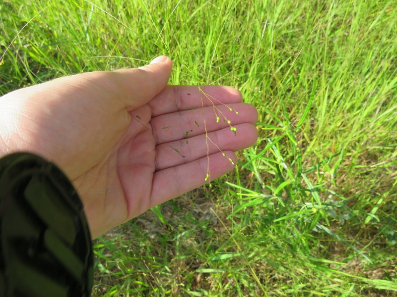 Warty Panicgrass photo 3