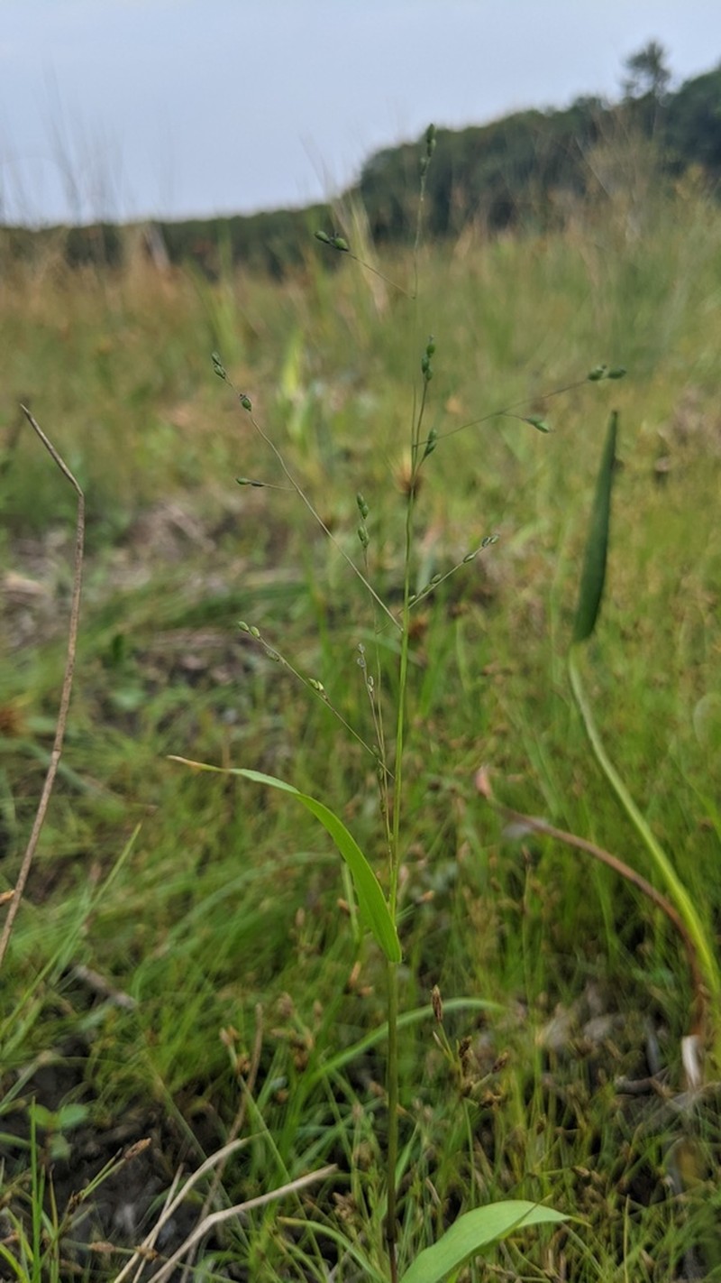 Warty Panicgrass photo 5