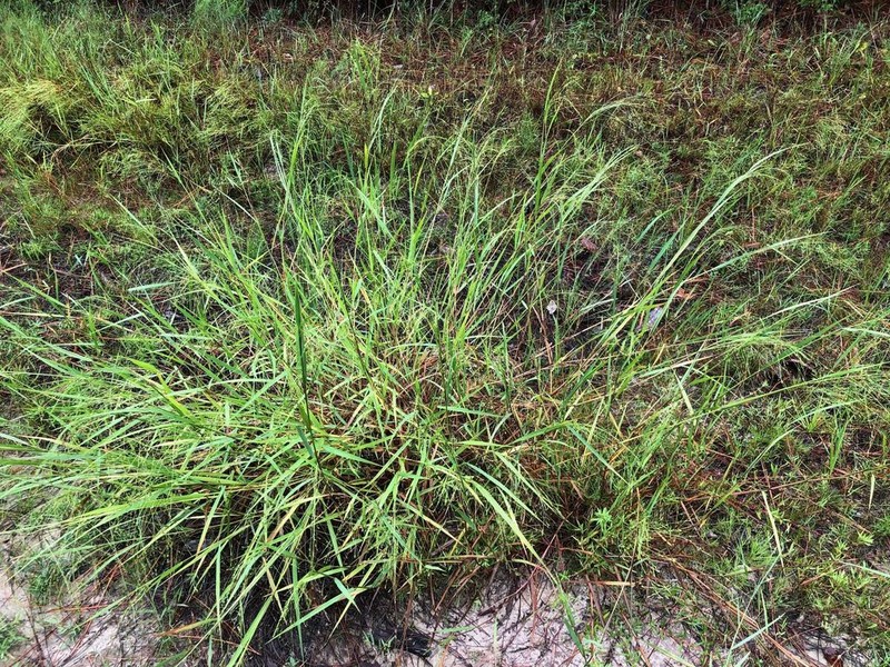 Warty Panicgrass photo 7