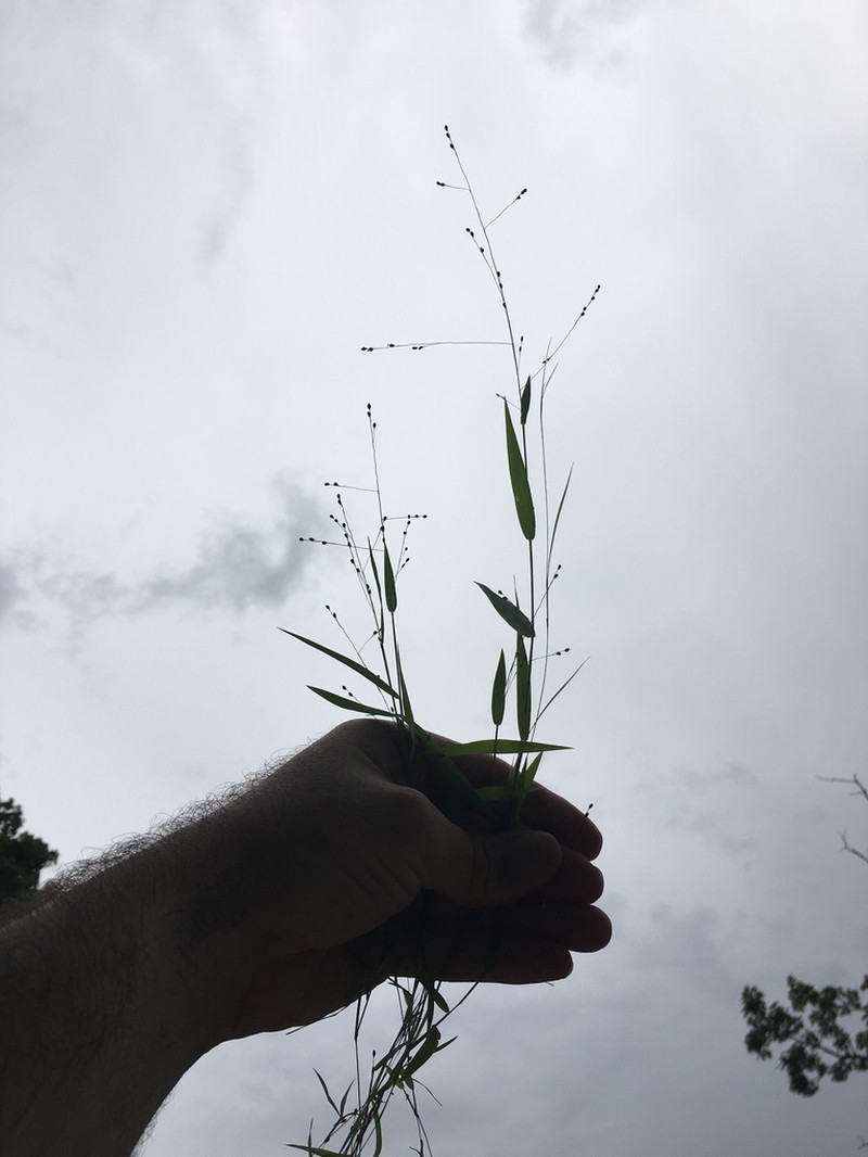 Warty Panicgrass photo 8
