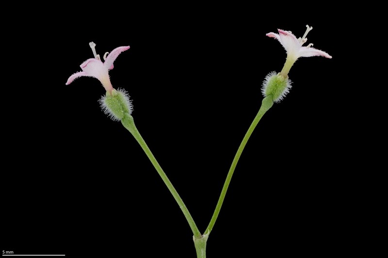 Milk Kelloggia