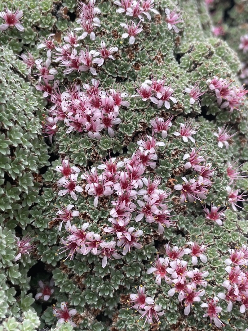 Oneflower Kelseya