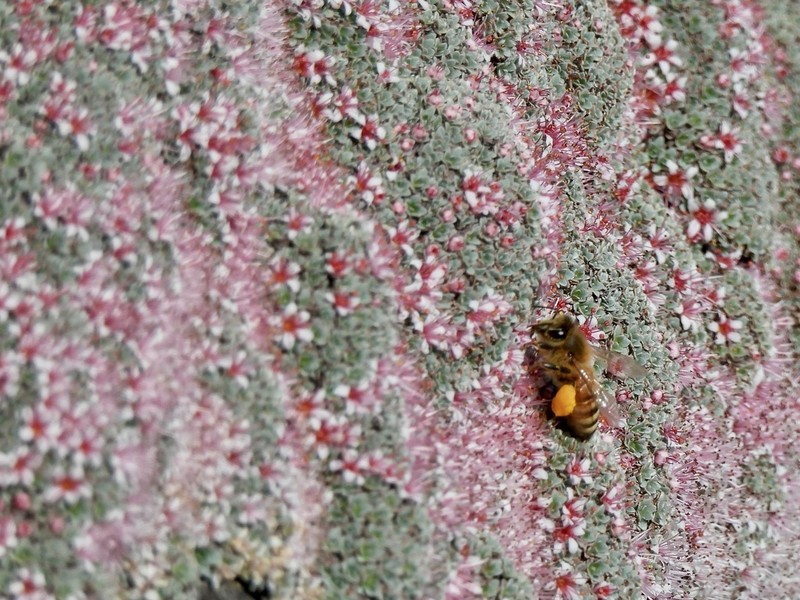 Oneflower Kelseya photo 2