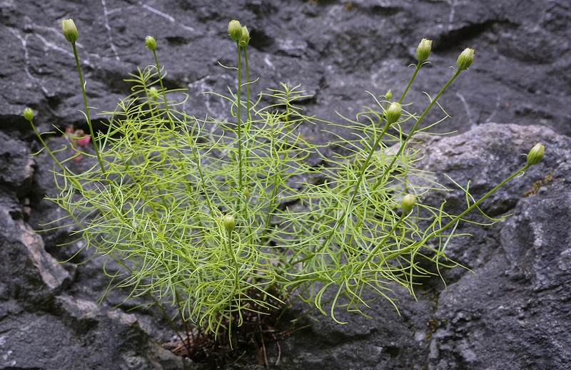 Kemulariella abchasica photo 2
