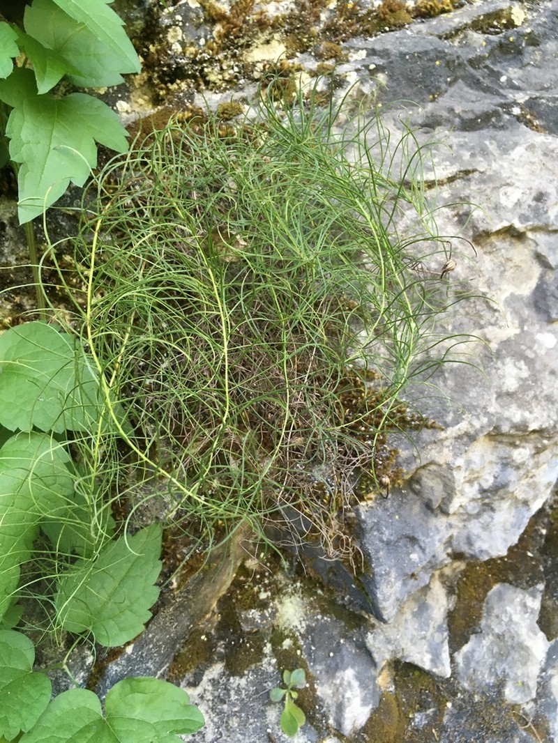 Kemulariella abchasica photo 3