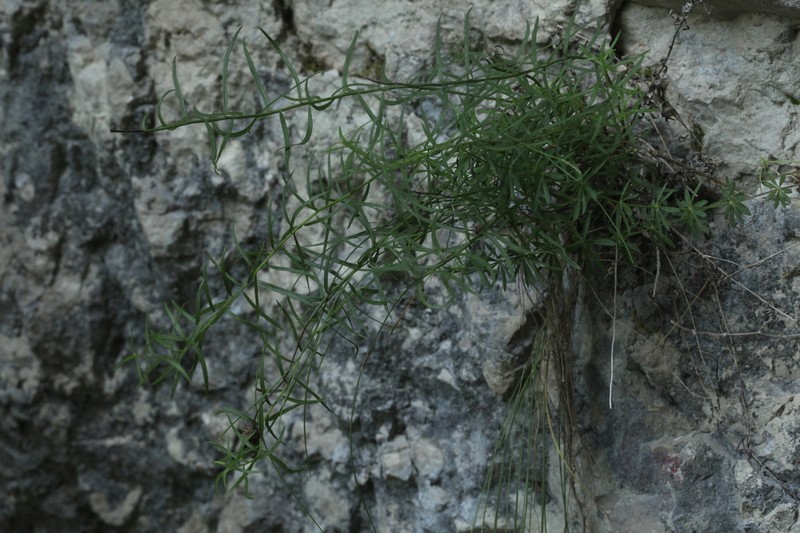 Kemulariella abchasica photo 4
