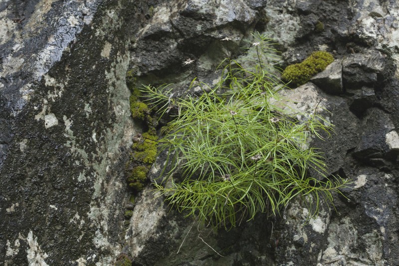 Kemulariella abchasica photo 5