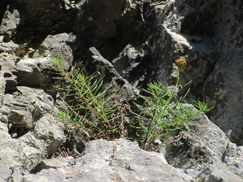 Kemulariella abchasica photo 6
