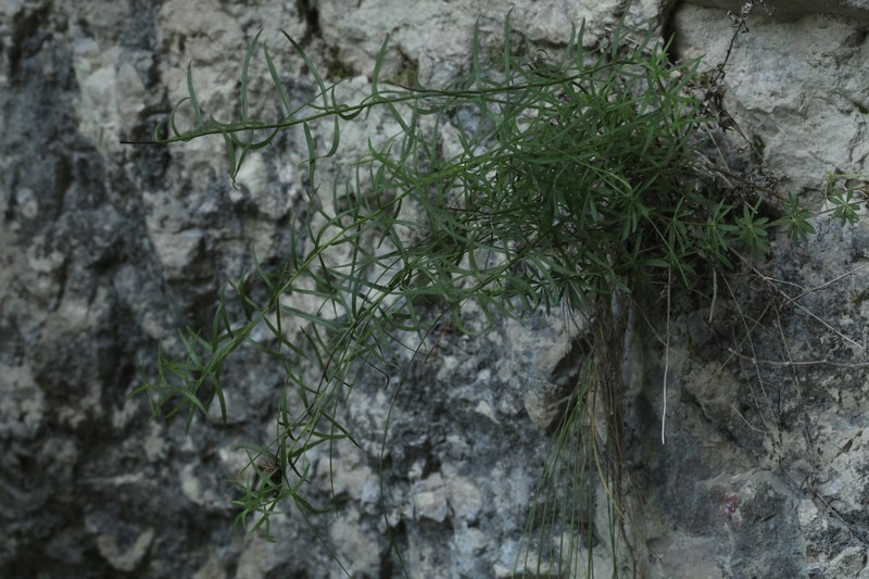 Kemulariella abchasica photo 7