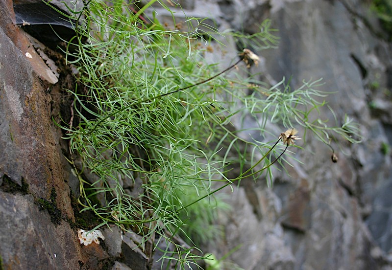 Kemulariella rosea