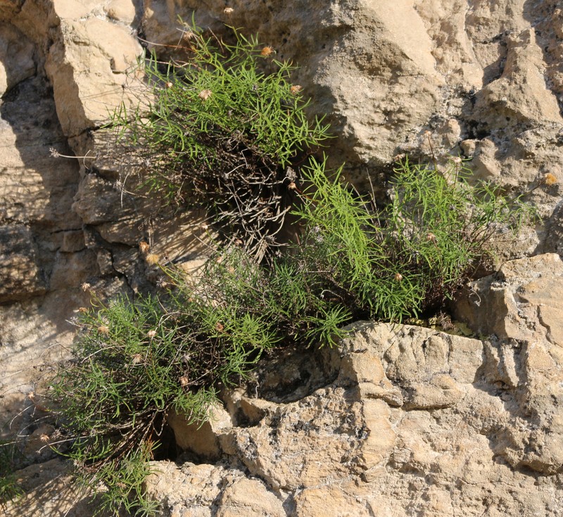 Kemulariella rosea photo 2