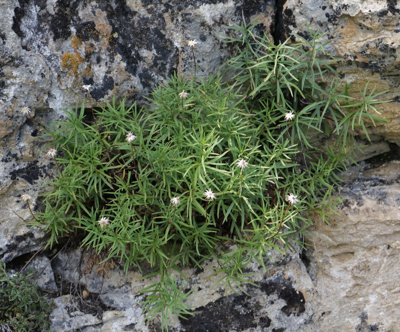 Kemulariella rosea photo 3