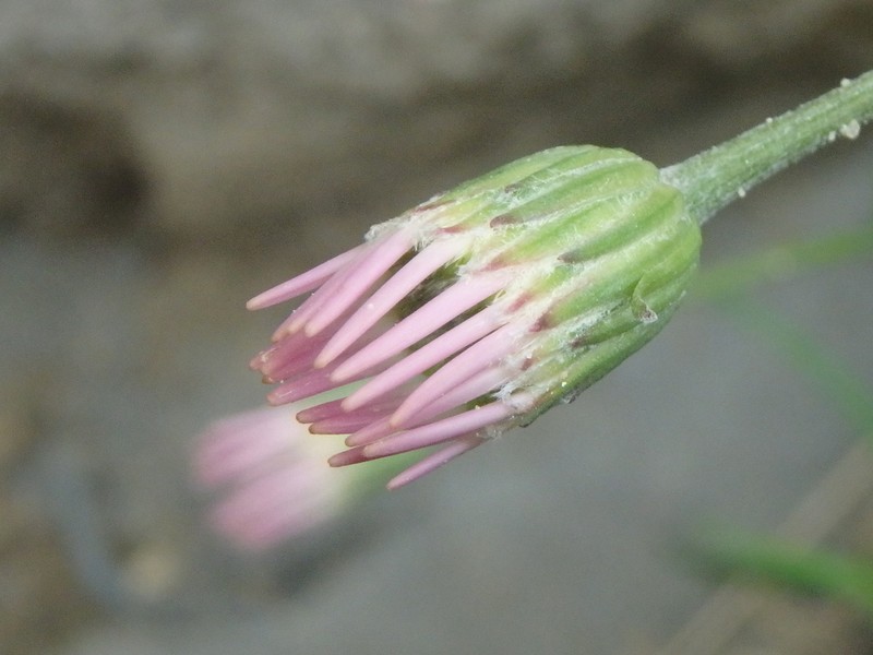 Kemulariella rosea photo 5