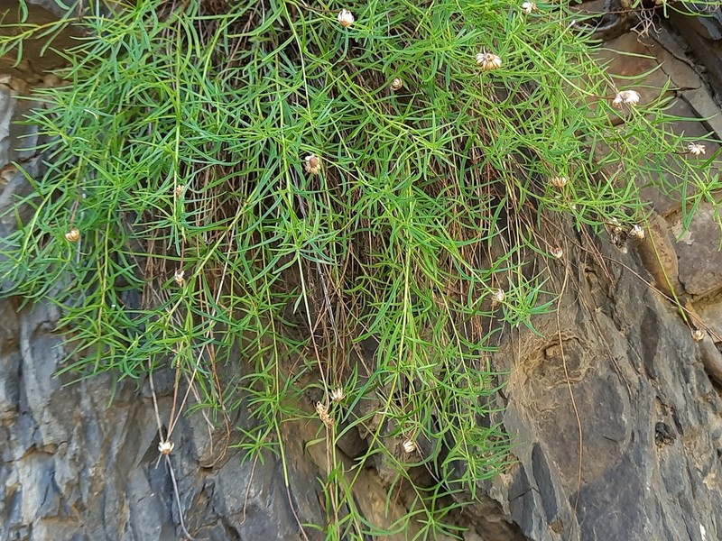 Kemulariella rosea photo 6