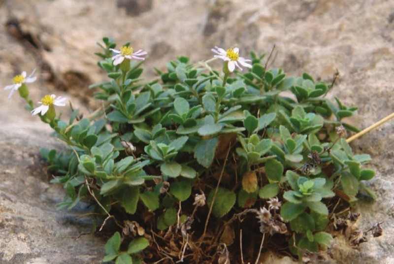 Kemulariella tahirelcii