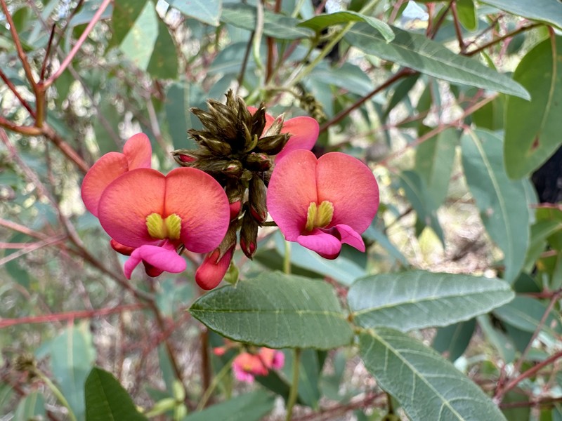 Kennedia coccinea subsp. coccinea