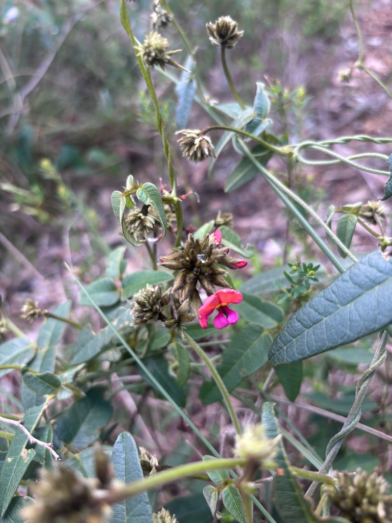 Kennedia coccinea subsp. coccinea photo 2