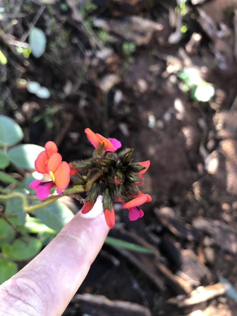 Kennedia coccinea subsp. coccinea photo 3