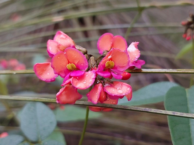Kennedia coccinea subsp. coccinea photo 4