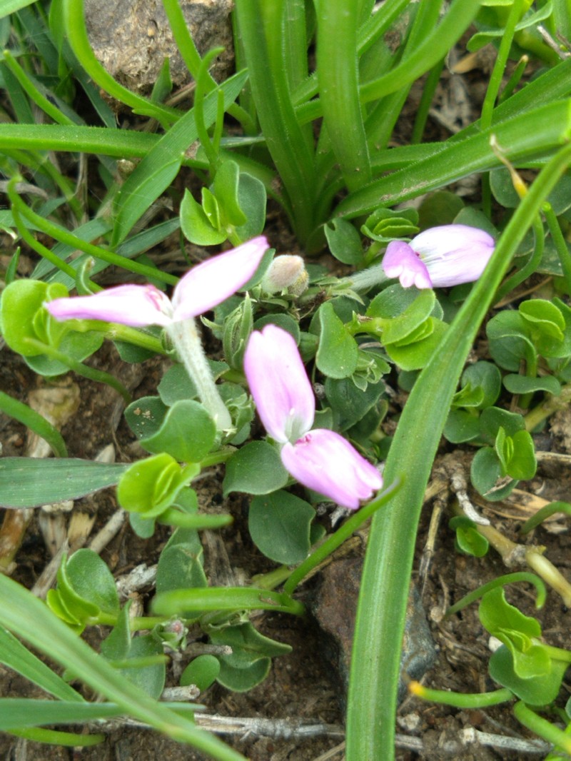 Kenyacanthus ndorensis photo 6