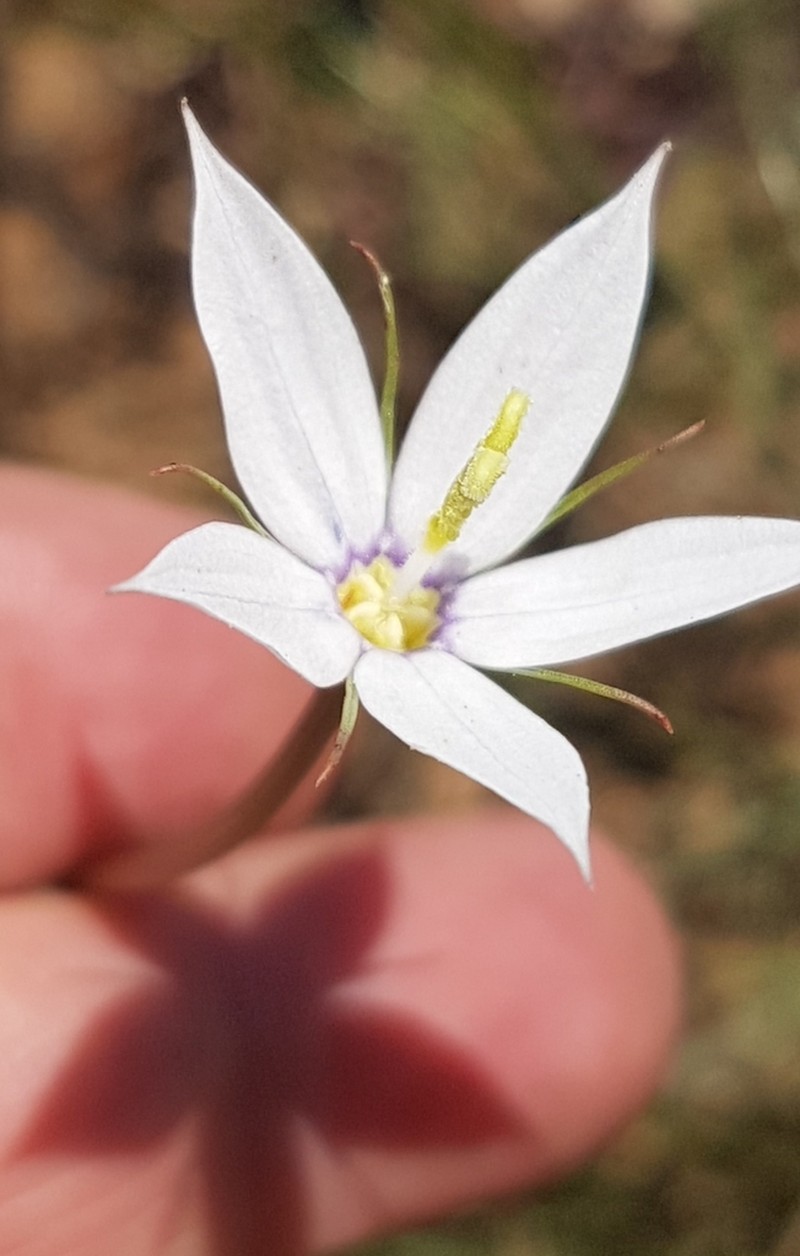 Kericodon crispus