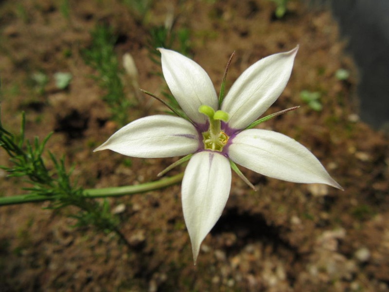 Kericodon crispus photo 2