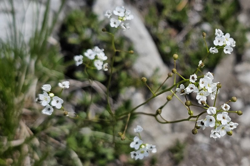 Kernera saxatilis subsp. saxatilis
