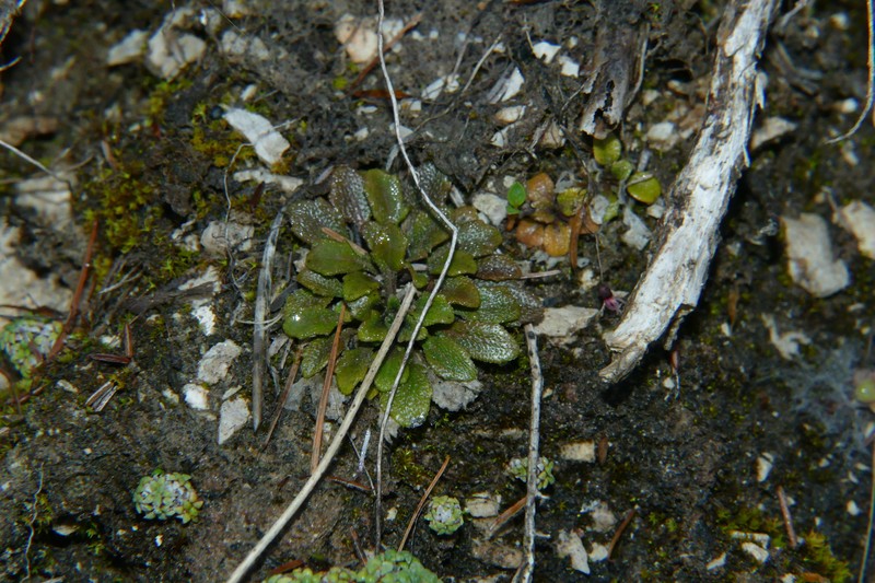 Kernera saxatilis subsp. saxatilis photo 2