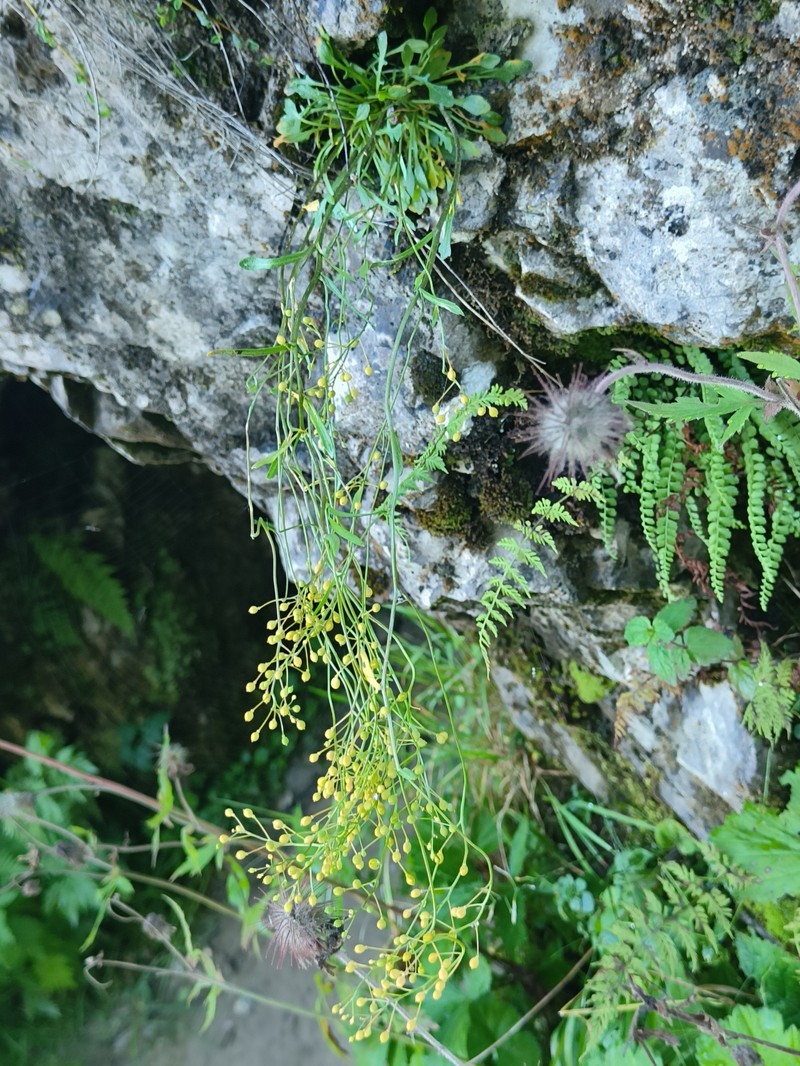 Kernera saxatilis subsp. saxatilis photo 3