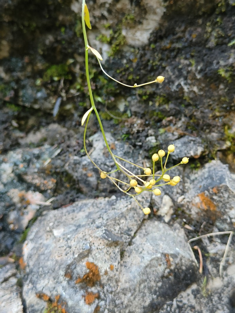 Kernera saxatilis subsp. saxatilis photo 4