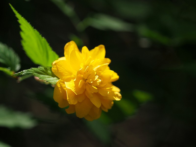 Japanese Rose photo 2