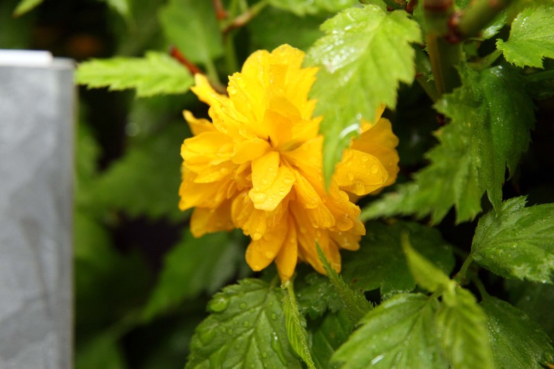 Japanese Rose photo 3