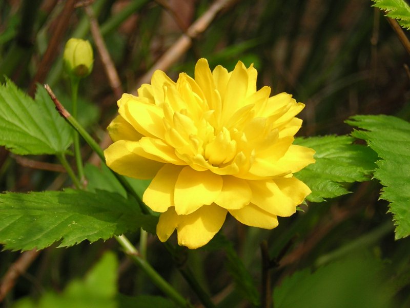 Japanese Rose photo 4