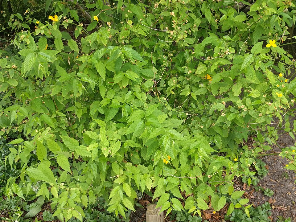 Japanese Rose photo 5