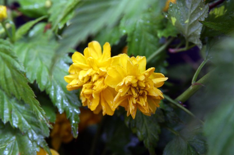 Japanese Rose photo 6