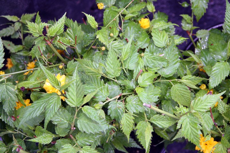 Japanese Rose photo 7
