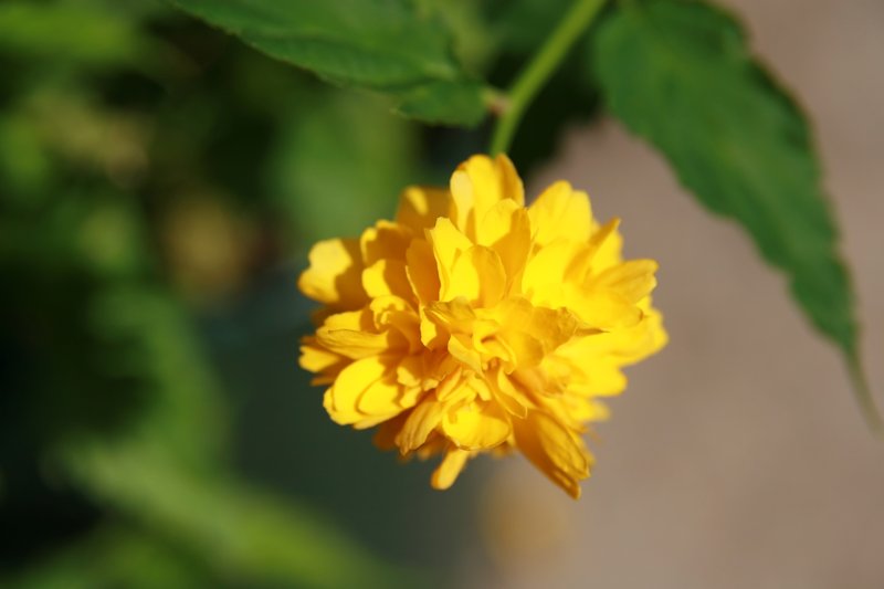 Japanese Rose photo 8