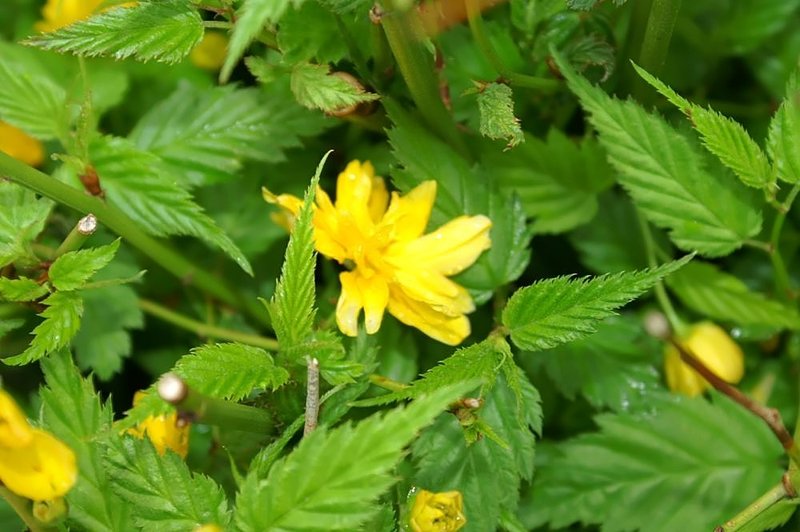Japanese Rose photo 9