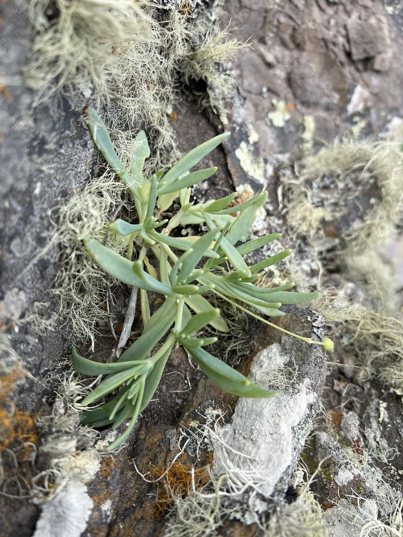 Kewa acida