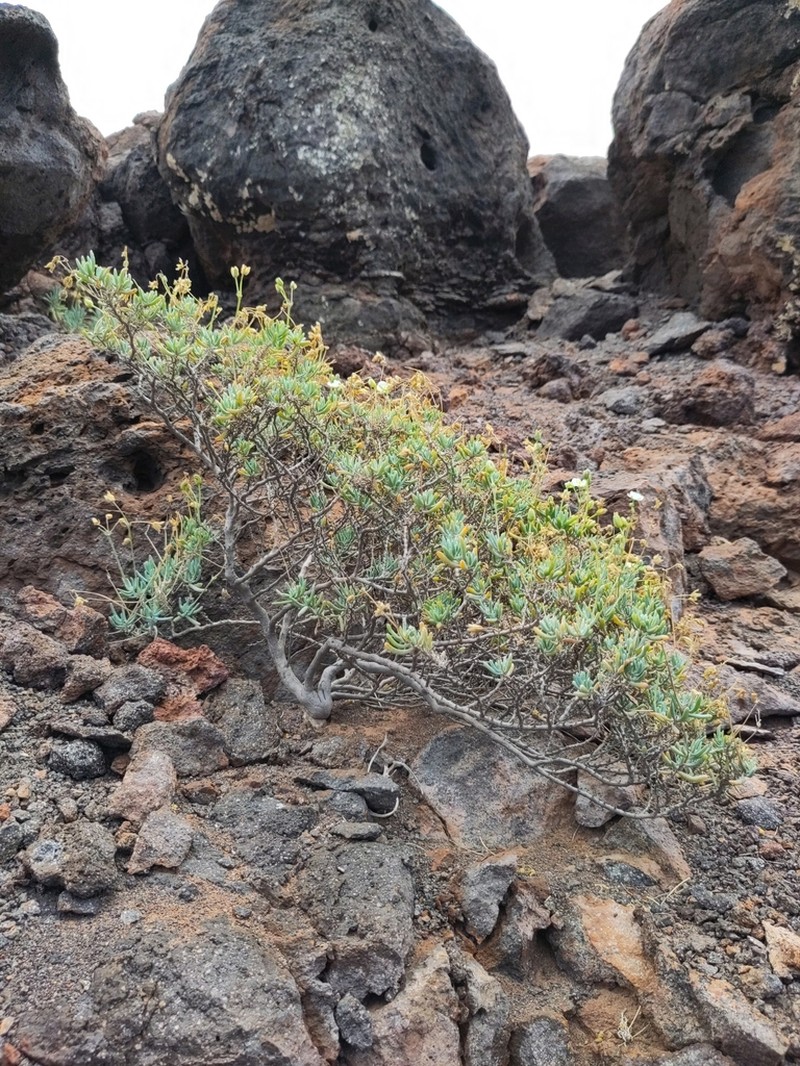 Kewa acida photo 8