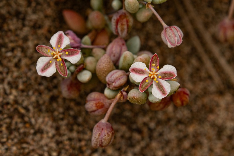 Kewa angrae-pequenae